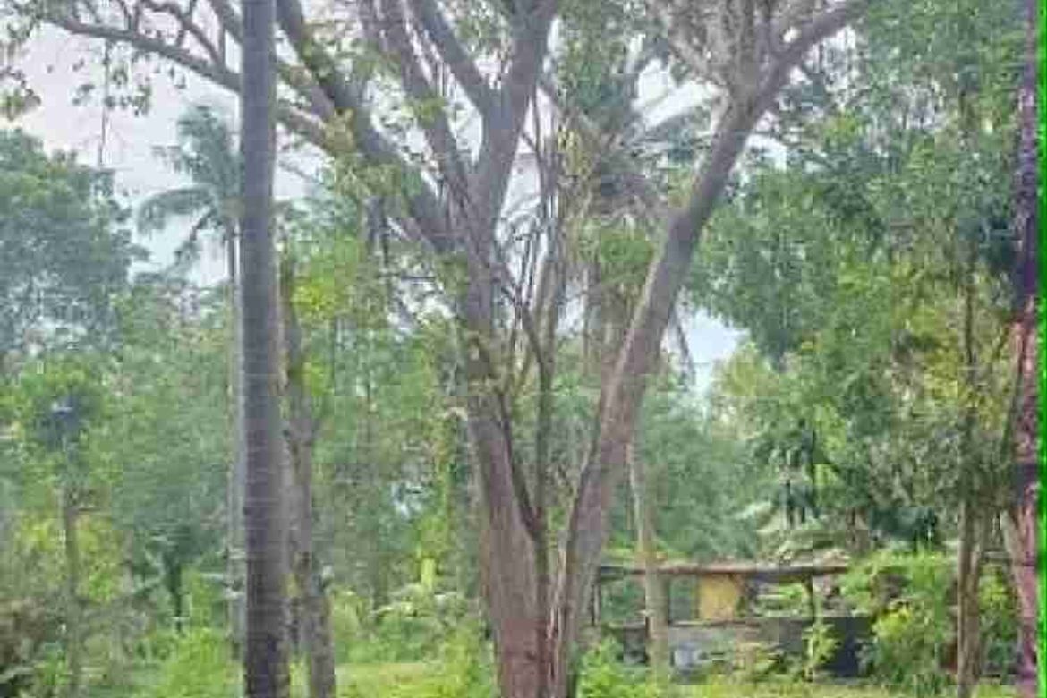 Land for Sale in Saavedra, Moalboal, Cebu – photo 3