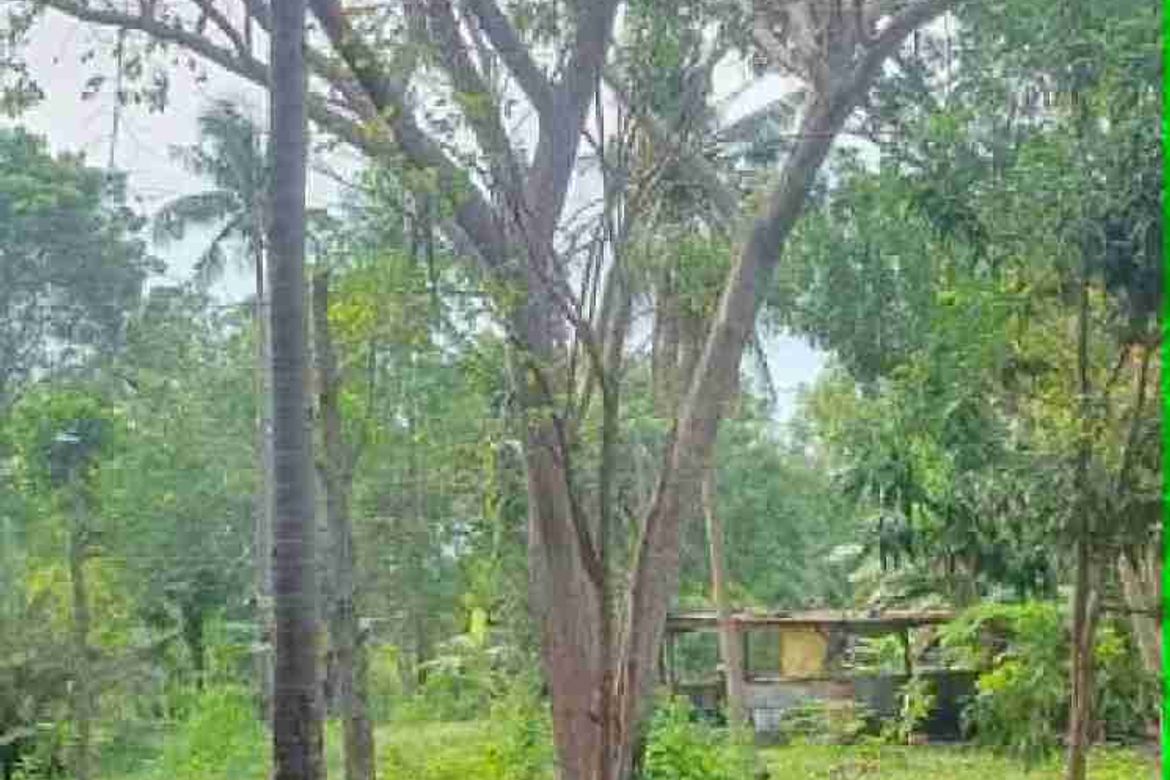 Land for Sale in Saavedra, Moalboal, Cebu – photo 8