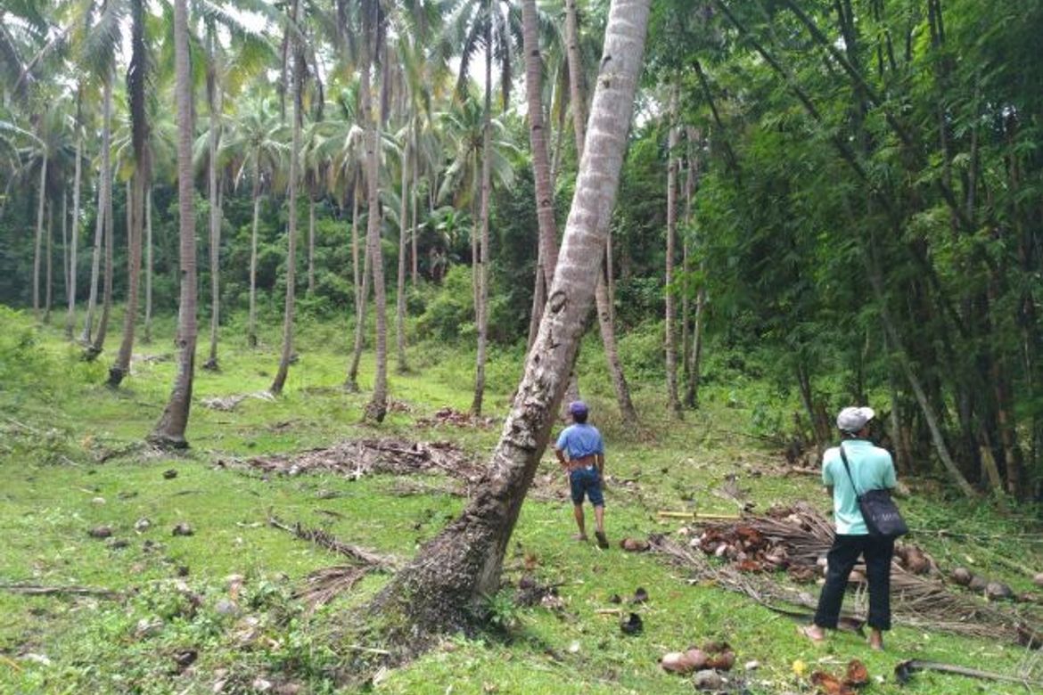Land for Sale in Sacaon, Garcia Hernandez, Bohol