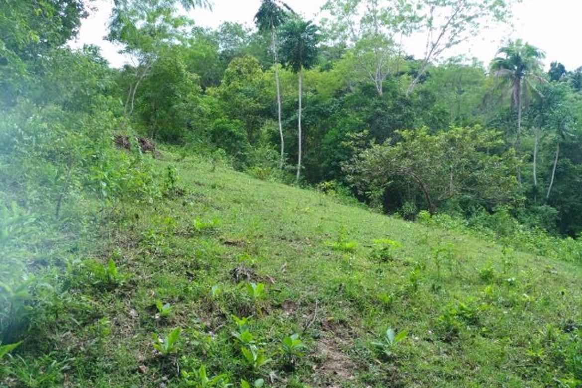 Land for Sale in Sacaon, Garcia Hernandez, Bohol – photo 3