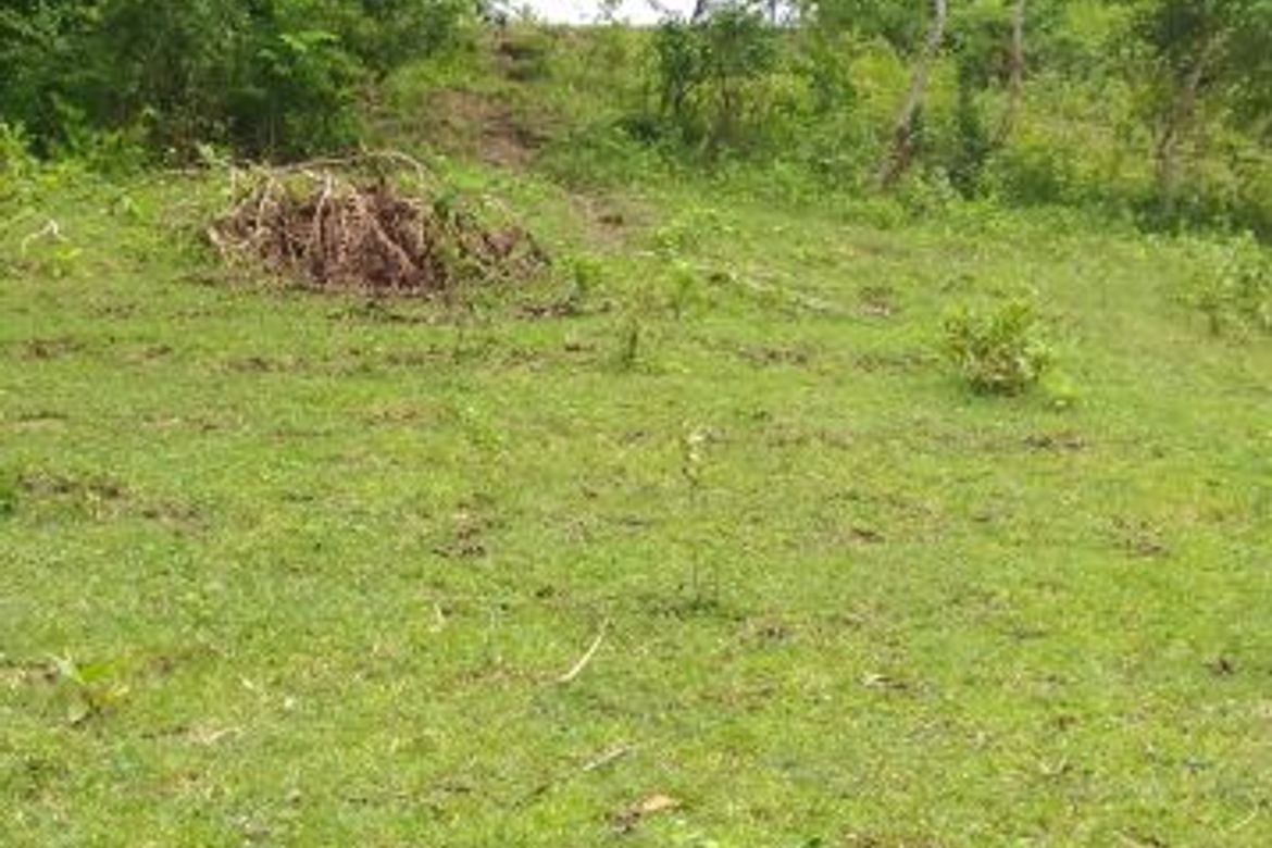 Land for Sale in Sacaon, Garcia Hernandez, Bohol – photo 4