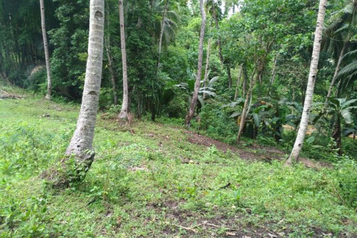 Land for Sale in Sacaon, Garcia Hernandez, Bohol – photo 5