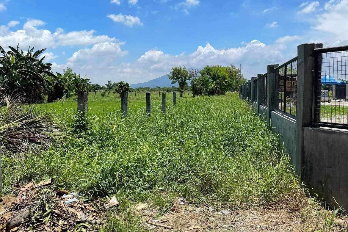 Land for Sale in Salagusog, Cuyapo, Nueva Ecija – photo 2
