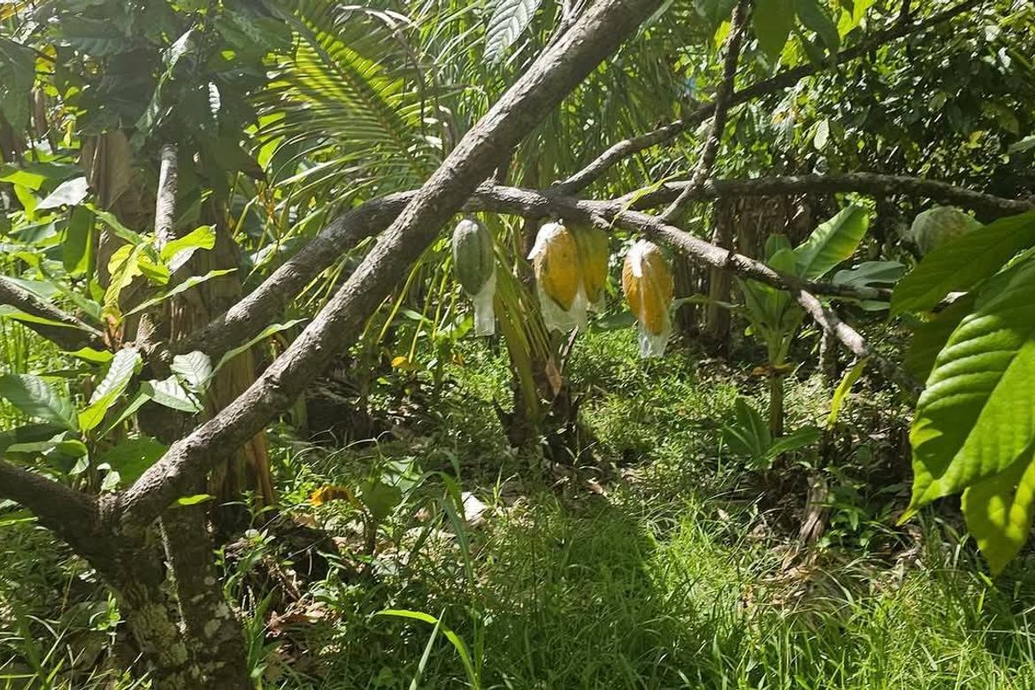 Land for Sale in Salaysay, Davao City, Davao del Sur – photo 4