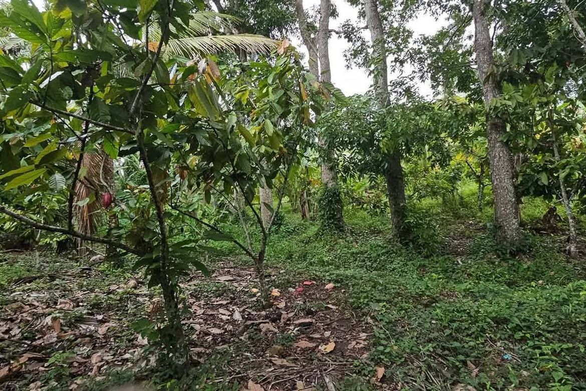 Land for Sale in Salaysay, Davao City, Davao del Sur – photo 6