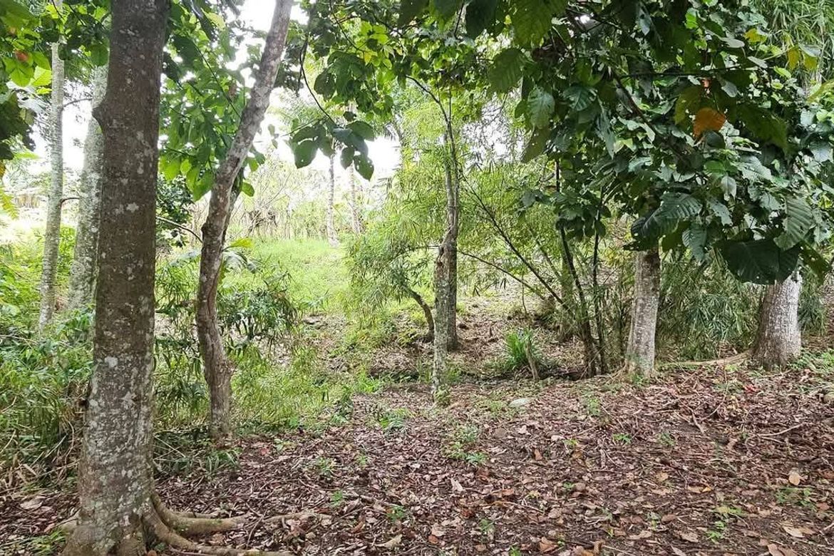 Land for Sale in Salaysay, Davao City, Davao del Sur – photo 7