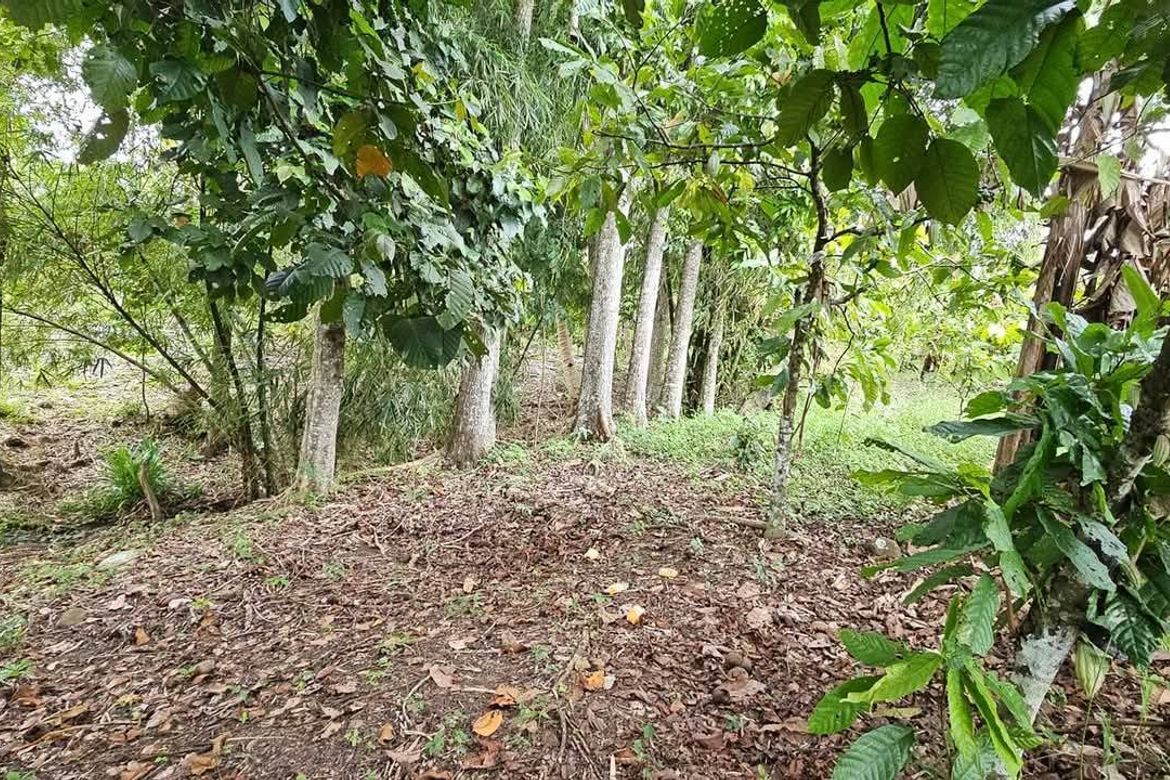 Land for Sale in Salaysay, Davao City, Davao del Sur – photo 8
