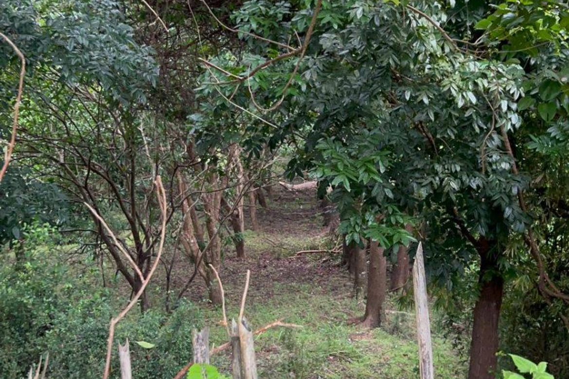 Land for Sale in Salaza, Palauig, Zambales – photo 8