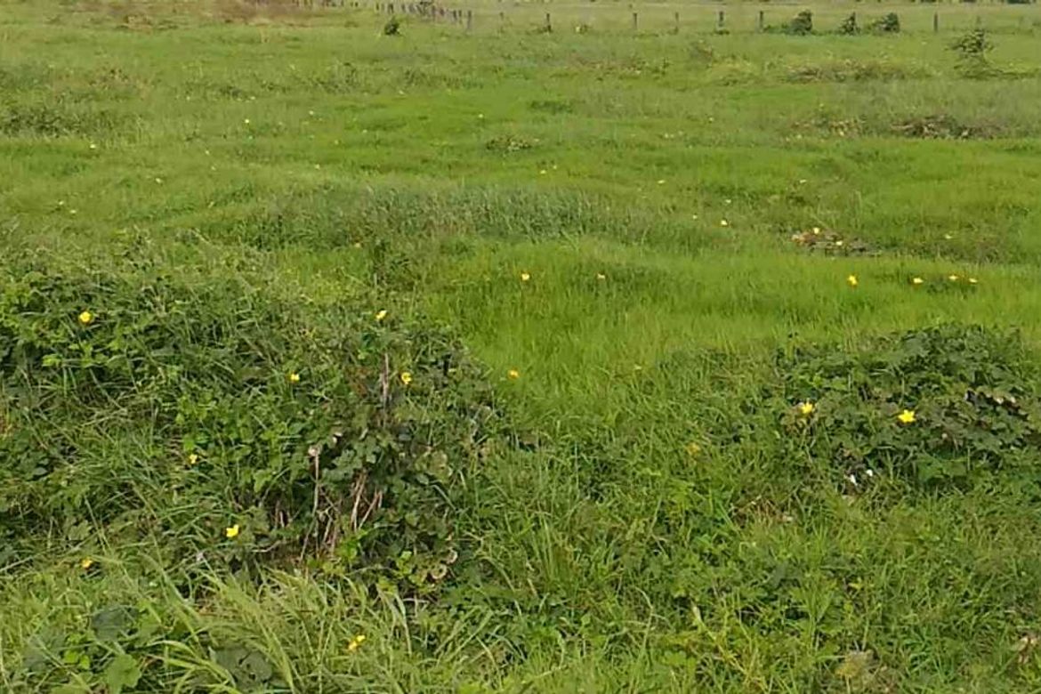 Land for Sale in Salitran I, Dasmariñas, Cavite
