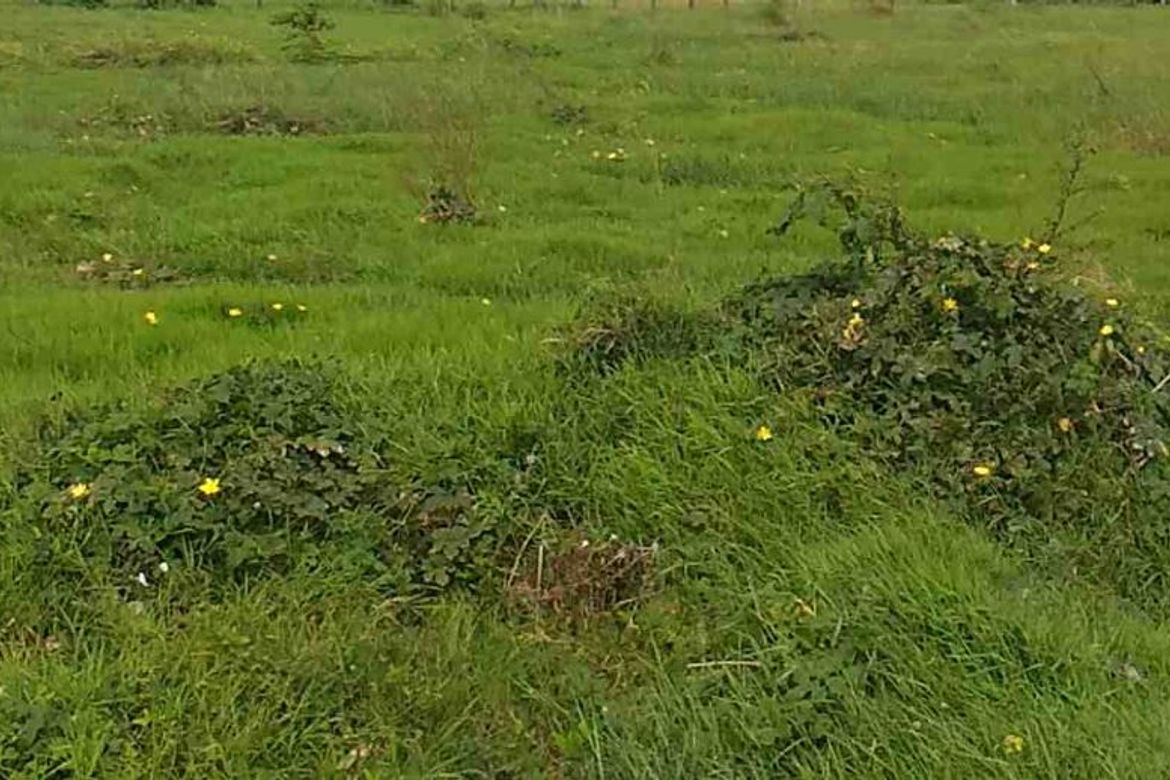 Land for Sale in Salitran I, Dasmariñas, Cavite – photo 3