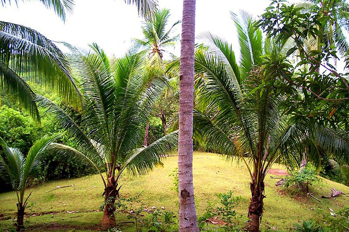 Land for Sale in Salvacion, Puerto Princesa, Palawan – photo 7