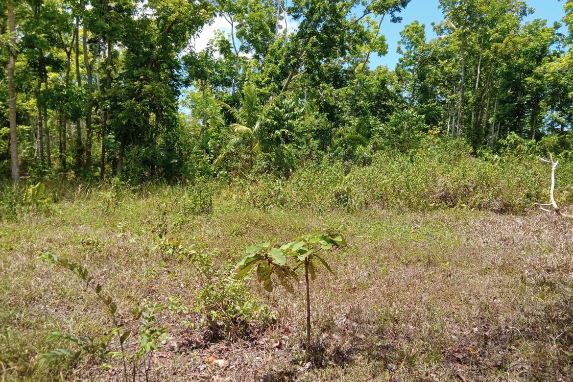 Land for Sale in Sambog, Corella, Bohol – photo 4
