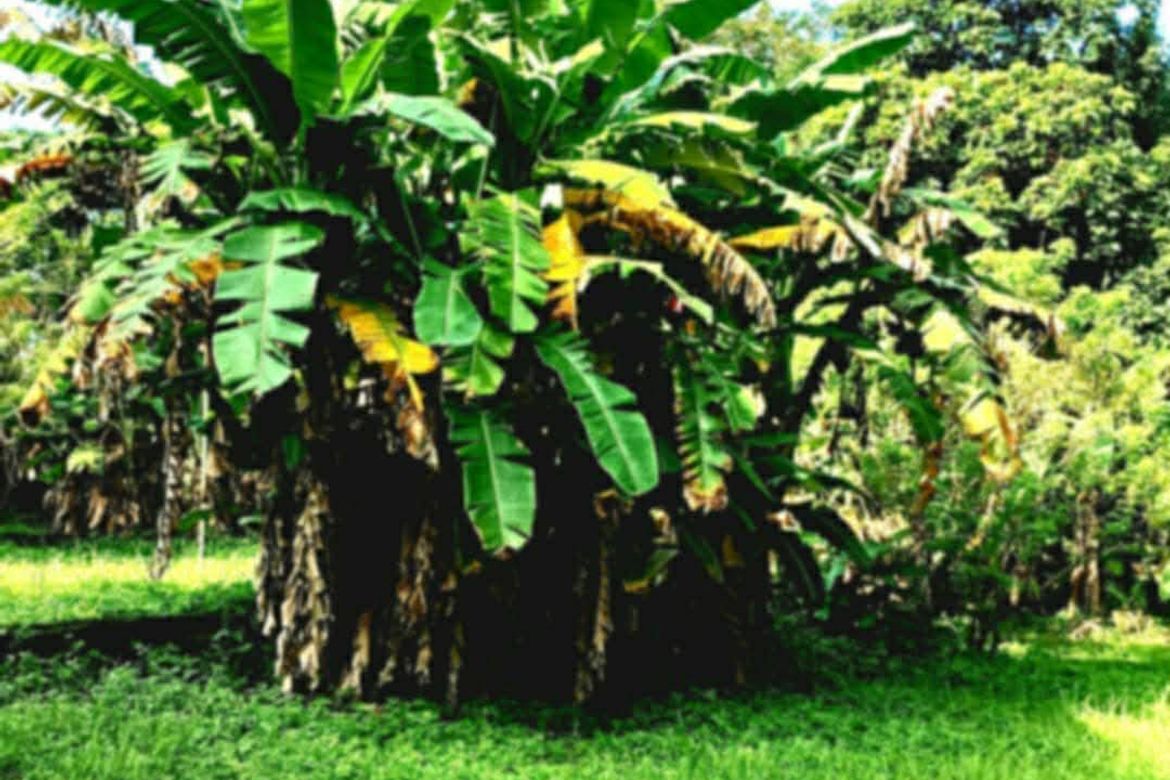 Land for Sale in Sampaloc II, Dasmariñas, Cavite – photo 7