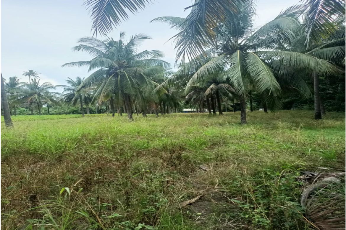 Land for Sale in Sampaloc Santo Cristo, Sariaya, Quezon – photo 2