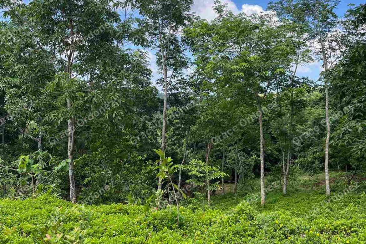 Land for Sale in Sampaloc, Tanay, Rizal – photo 4