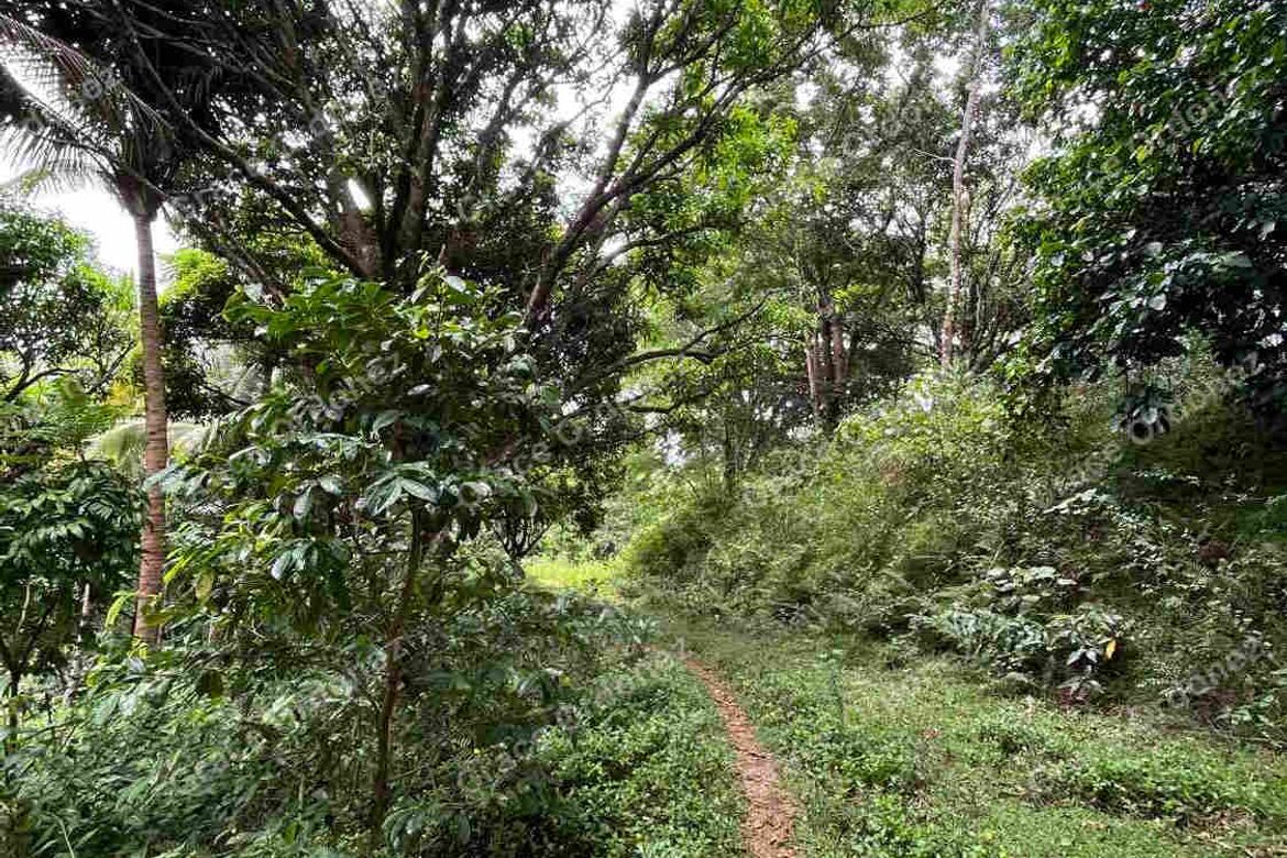 Land for Sale in Sampaloc, Tanay, Rizal – photo 7