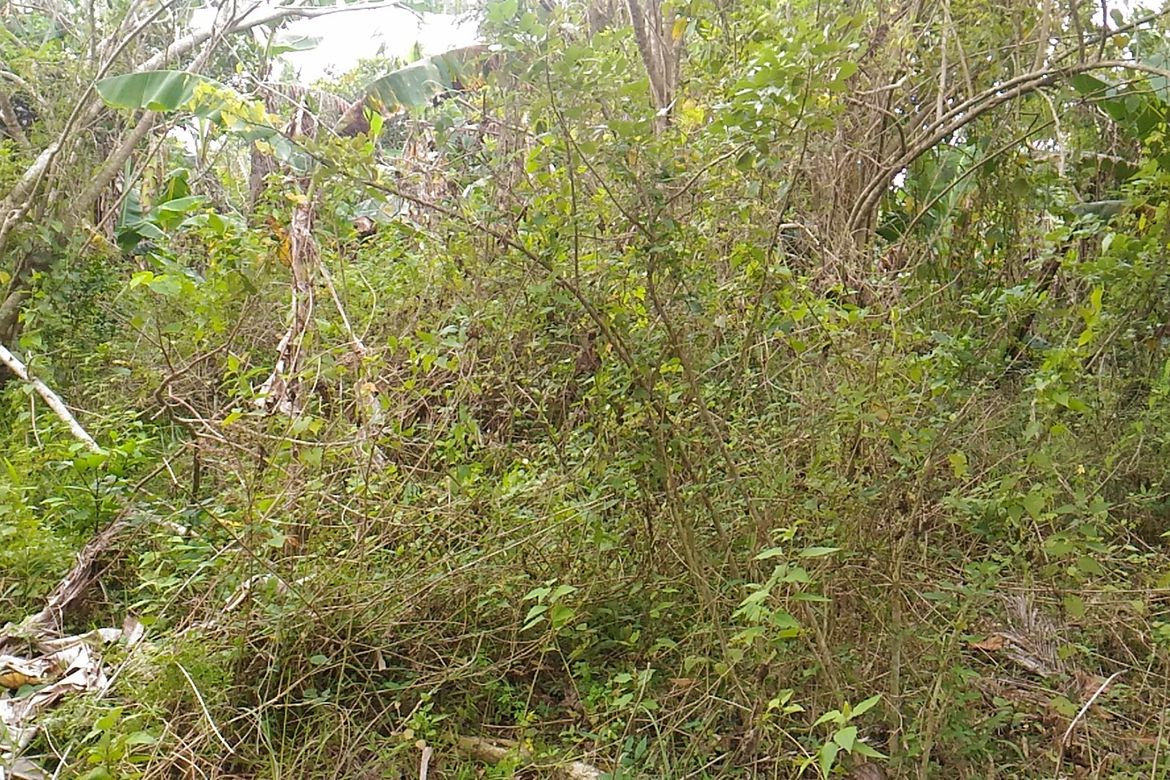 Land for Sale in Sampalucan Poblacion, General Trias, Cavite