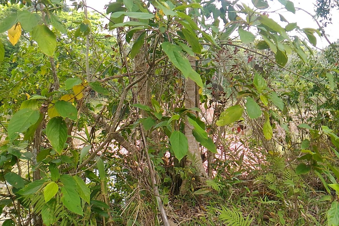 Land for Sale in Sampalucan Poblacion, General Trias, Cavite – photo 2
