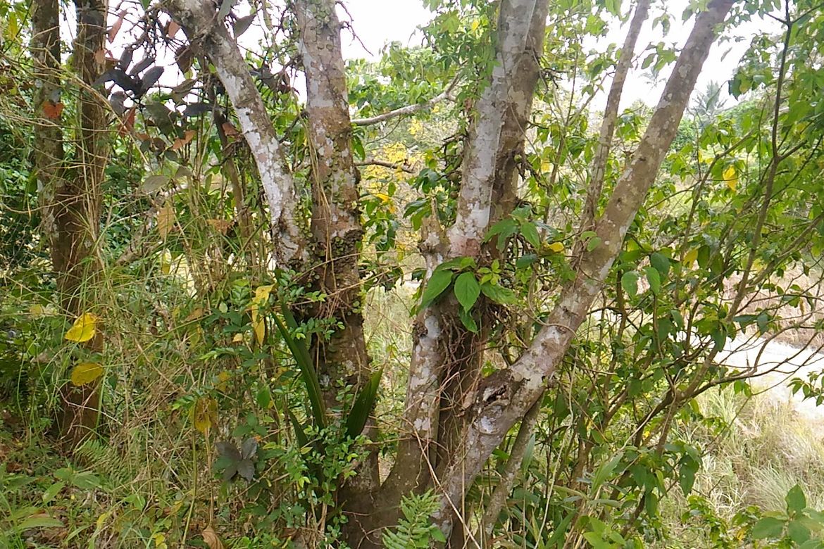 Land for Sale in Sampalucan Poblacion, General Trias, Cavite – photo 3