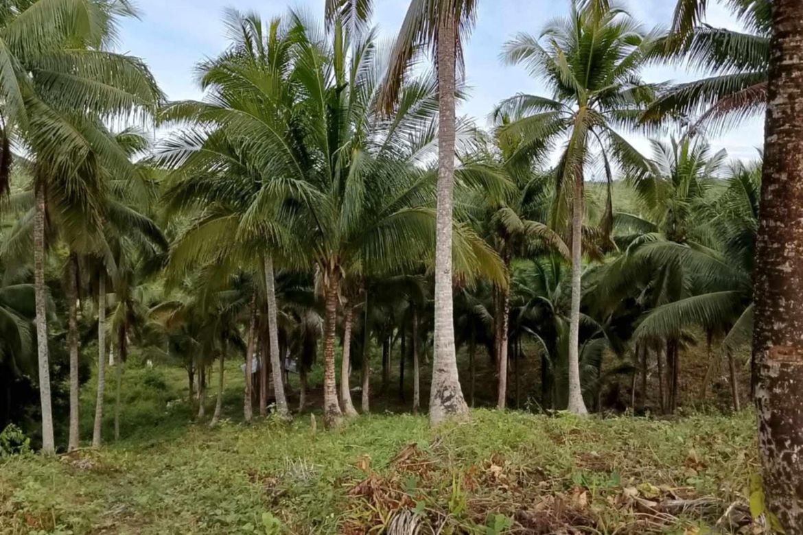 Land for Sale in San Andres, Malvar, Batangas – photo 4