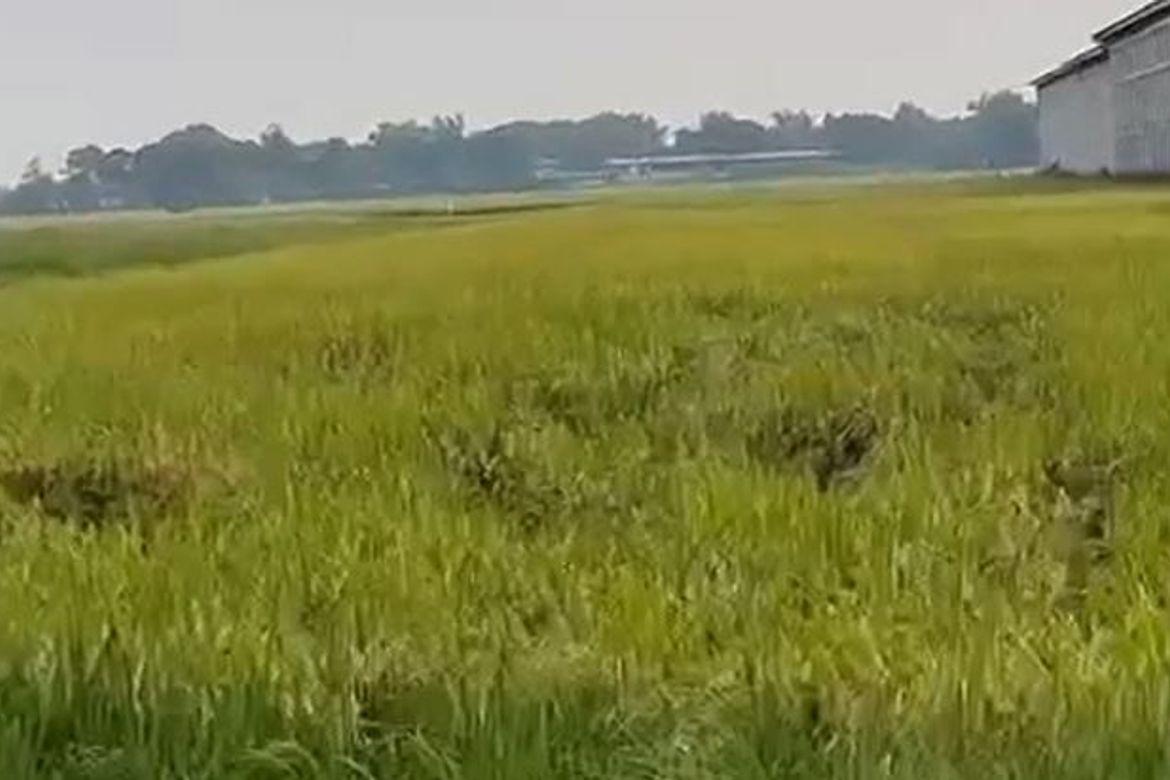 Land for Sale in San Antonio, Lubao, Pampanga – photo 3