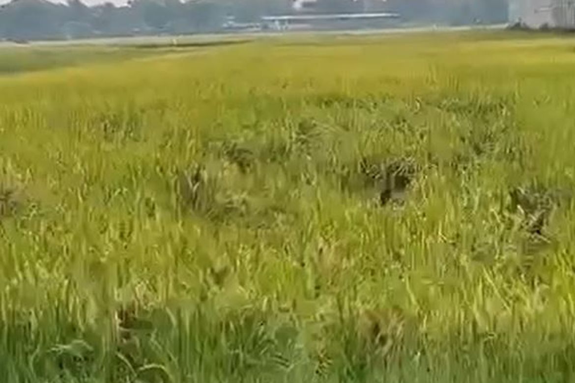Land for Sale in San Antonio, Lubao, Pampanga – photo 4