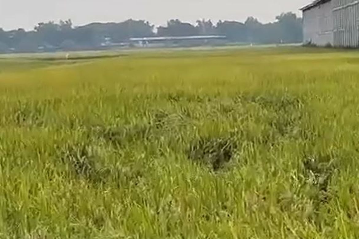 Land for Sale in San Antonio, Lubao, Pampanga – photo 6
