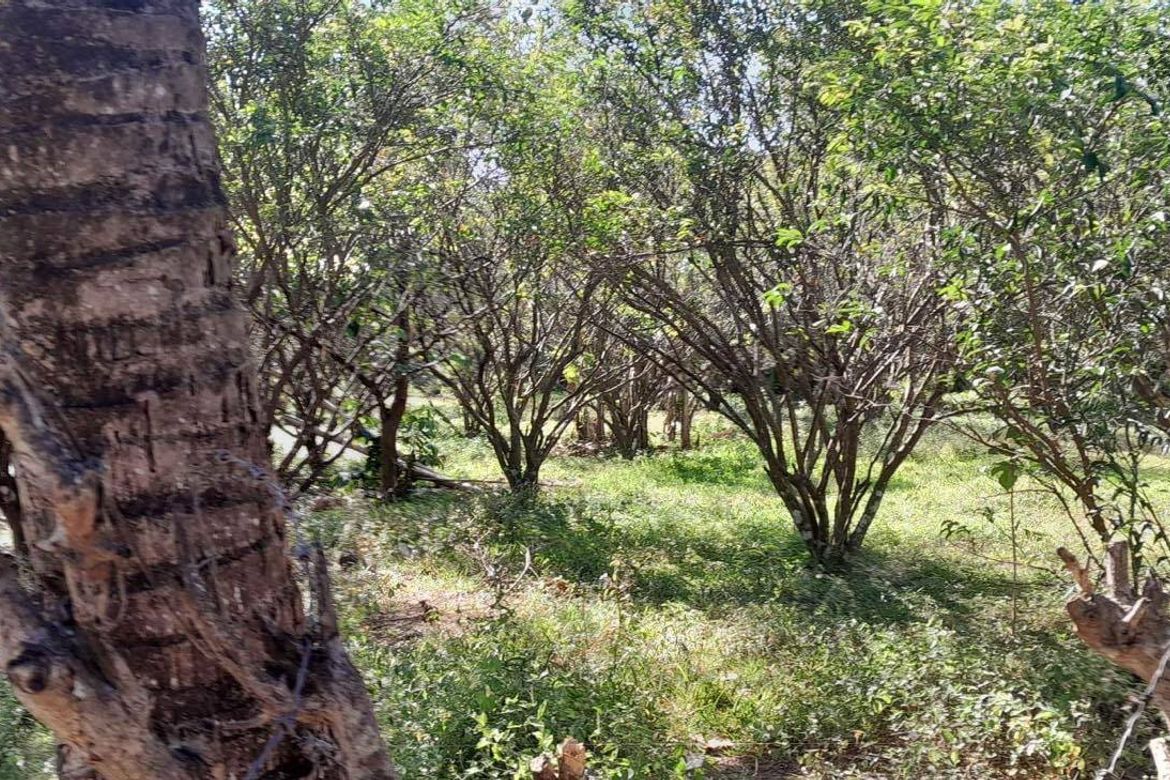 Land for Sale in San Antonio, Mabitac, Laguna – photo 4