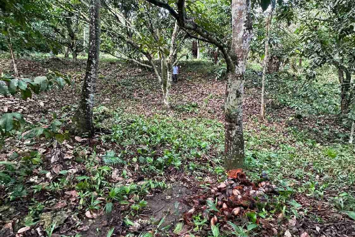 Land for Sale in San Antonio, Samal, Davao del Norte – photo 2