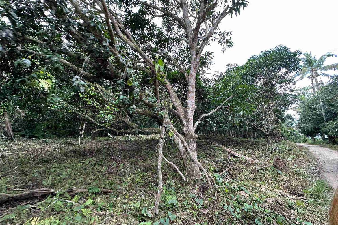 Land for Sale in San Antonio, Samal, Davao del Norte – photo 2