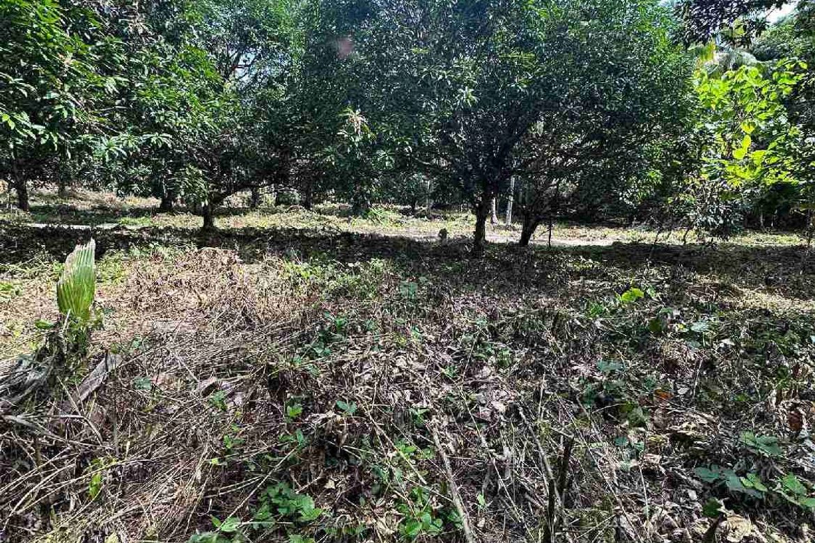 Land for Sale in San Antonio, Samal, Davao del Norte – photo 7