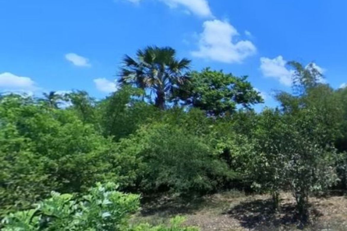 Land for Sale in San Bartolome, San Pablo, Laguna – photo 3