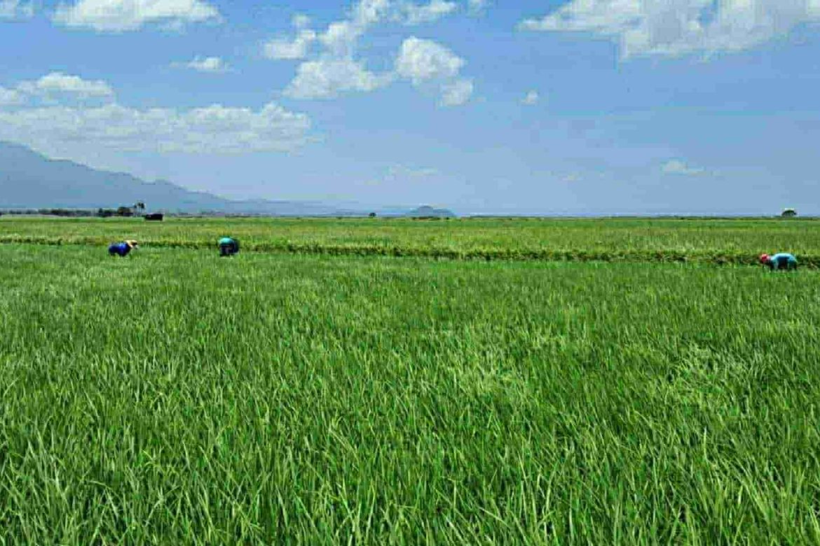 Land for Sale in San Benito, Victoria, Laguna – photo 5
