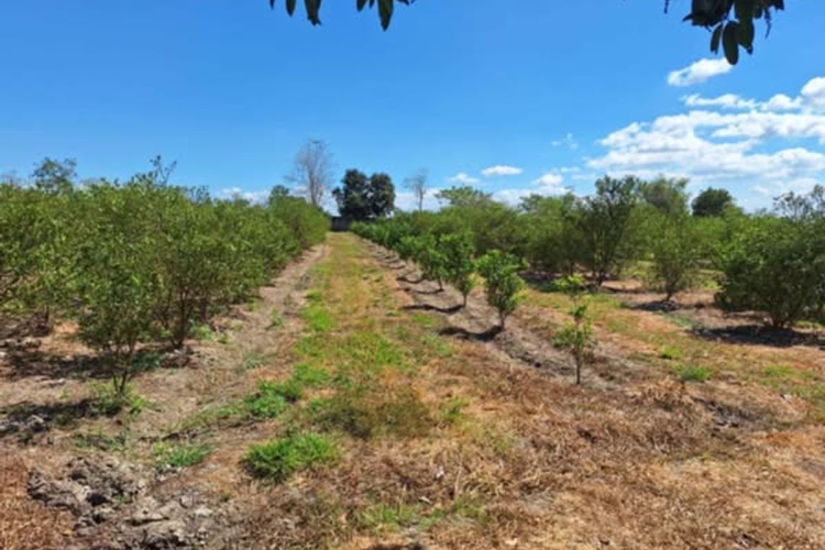 Land for Sale in San Felipe, San Manuel, Tarlac – photo 4