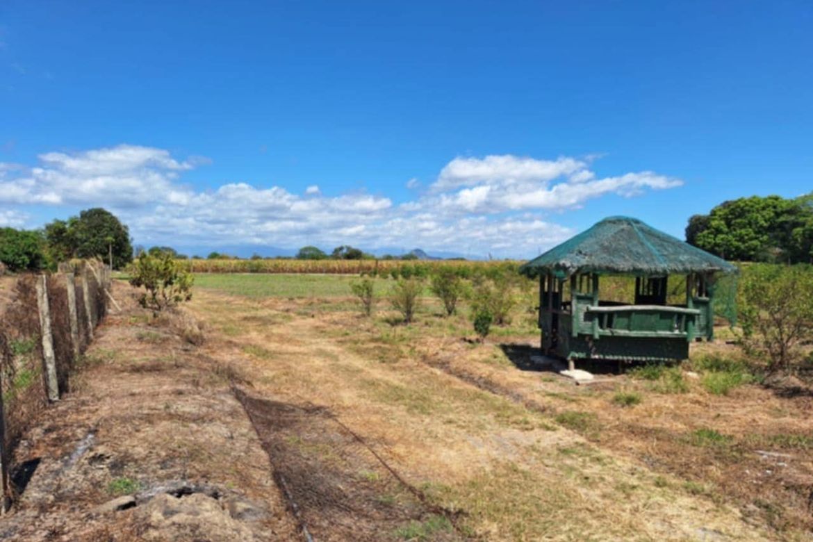 Land for Sale in San Felipe, San Manuel, Tarlac – photo 6
