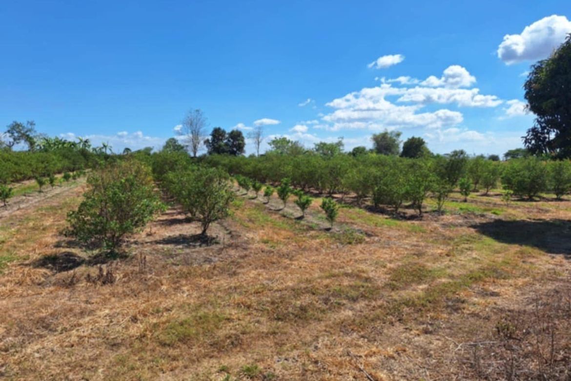 Land for Sale in San Felipe, San Manuel, Tarlac – photo 8