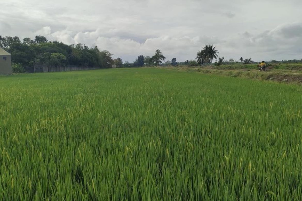 Land for Sale in San Francisco, San Manuel, Isabela – photo 2