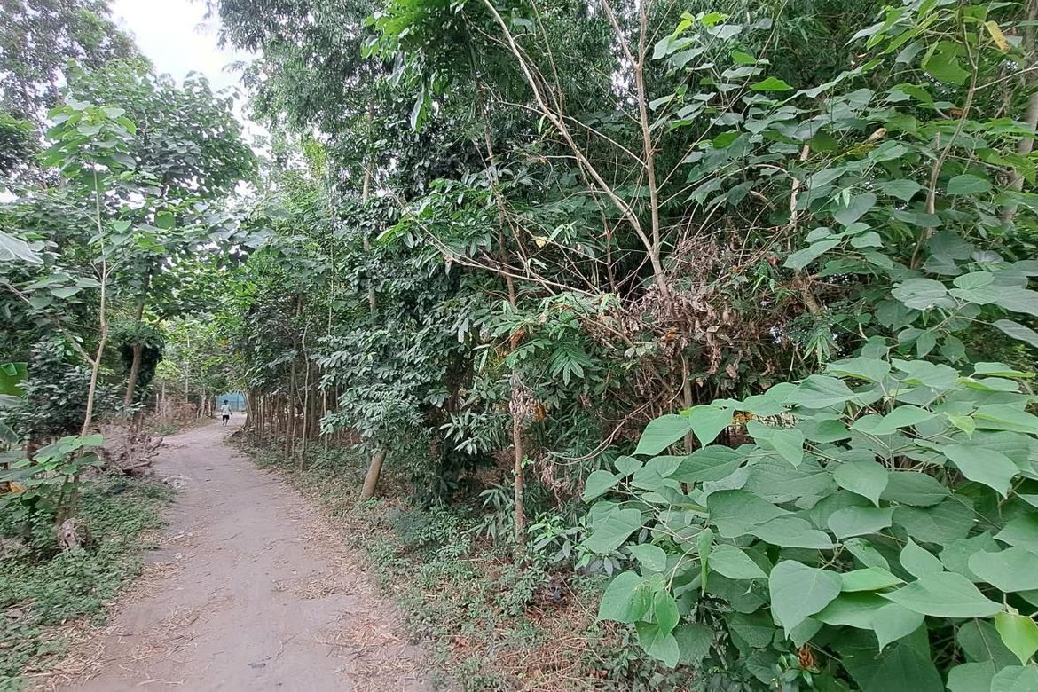 Land for Sale in San Gavino, Victoria, Tarlac – photo 3