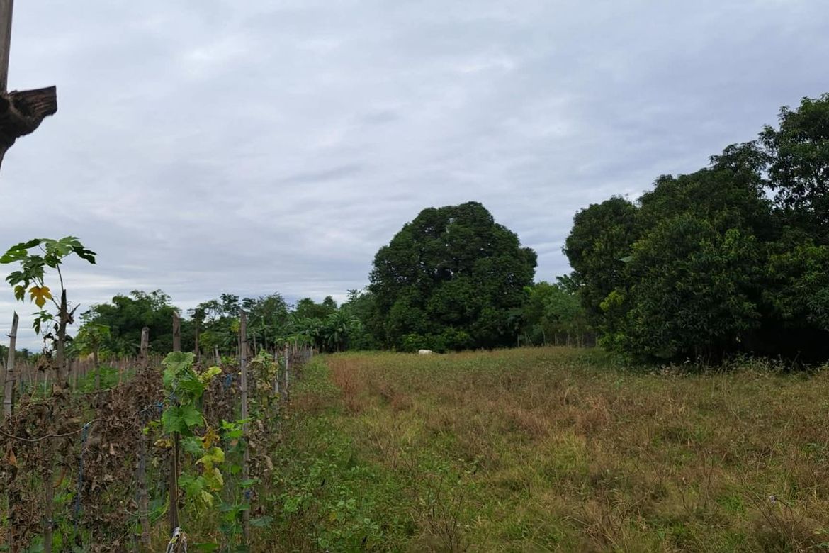 Land for Sale in San Gavino, Victoria, Tarlac – photo 6
