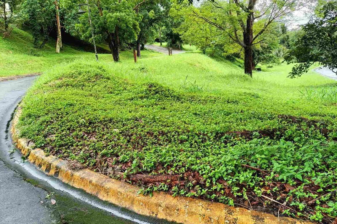 Land for Sale in San Gregorio, Laurel, Batangas – photo 4