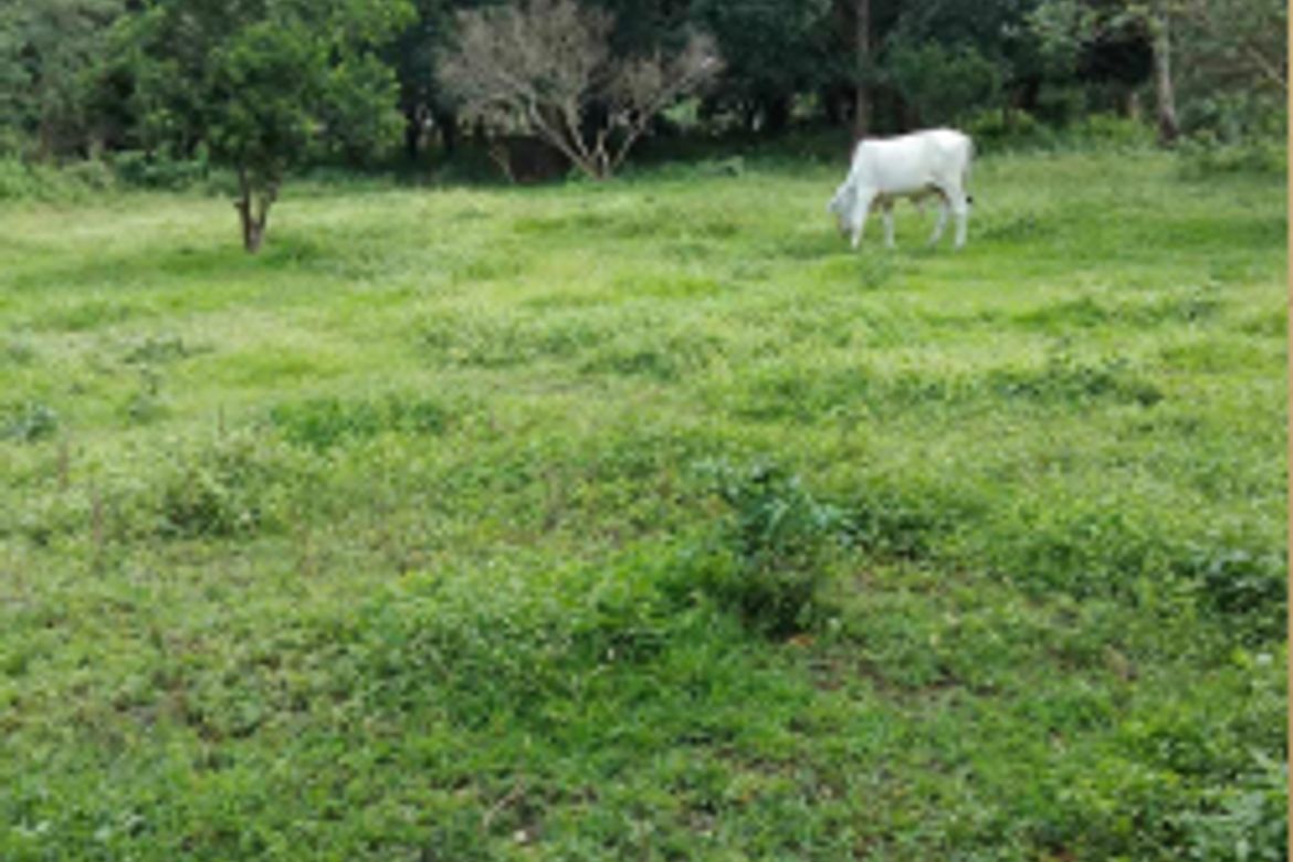 Land for Sale in San Guillermo, Lipa, Batangas – photo 5
