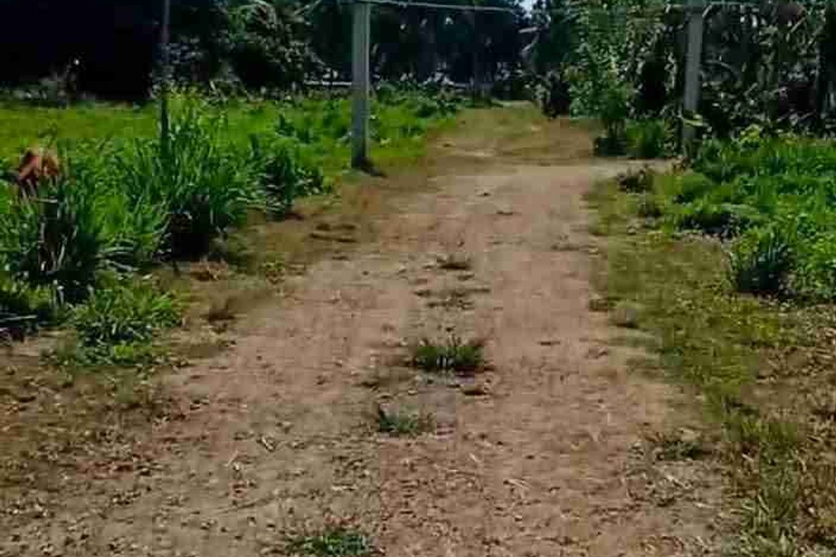 Land for Sale in San Isidro, Candelaria, Quezon – photo 5