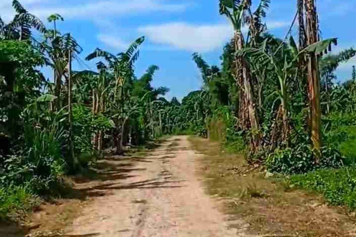 Land for Sale in San Isidro, Candelaria, Quezon – photo 6