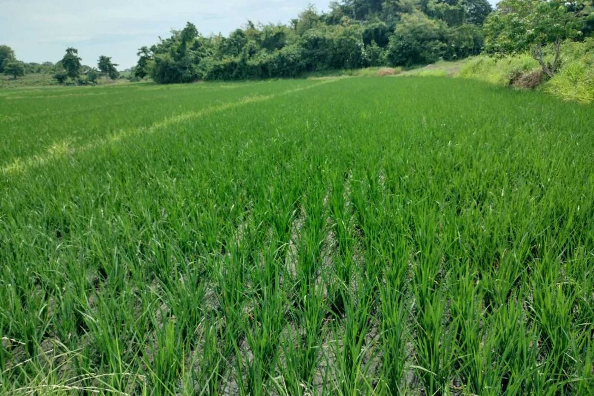 Land for Sale in San Isidro, Cauayan, Isabela