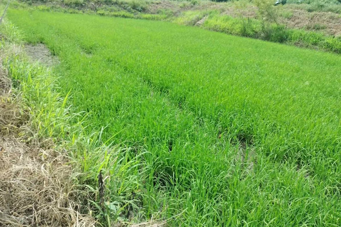Land for Sale in San Isidro, Cauayan, Isabela – photo 4