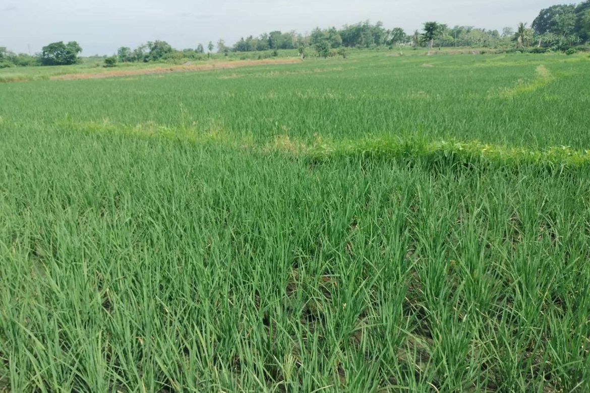 Land for Sale in San Isidro, Cauayan, Isabela – photo 5