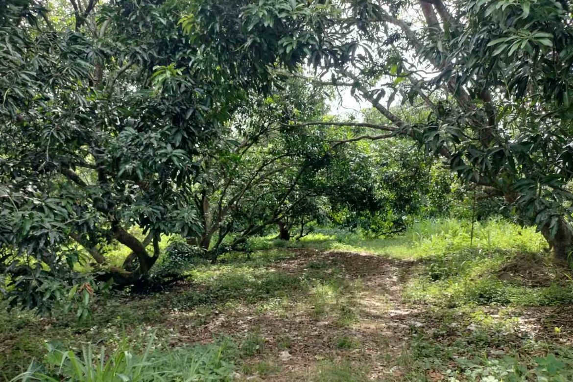 Land for Sale in San Isidro, Cauayan, Isabela – photo 6