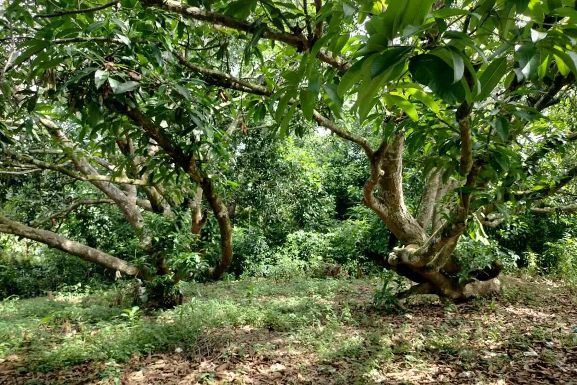 Land for Sale in San Isidro, Cauayan, Isabela – photo 8