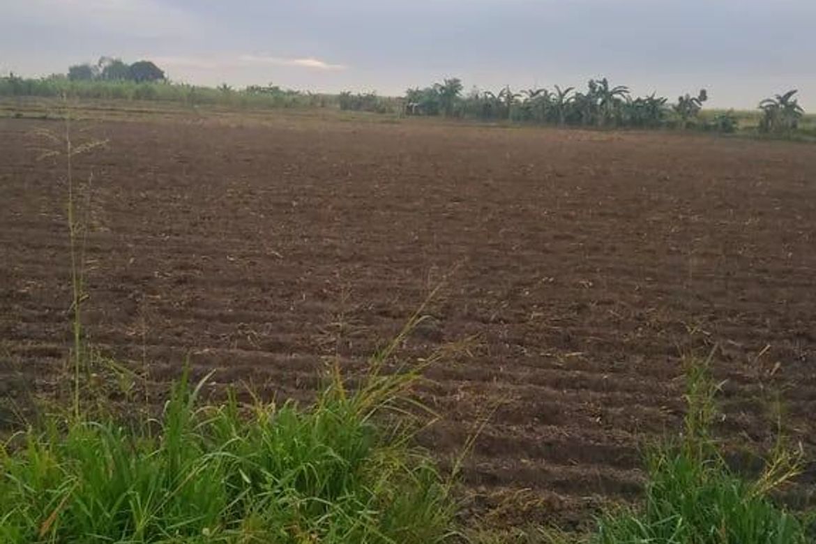 Land for Sale in San Isidro, La Paz, Tarlac – photo 4