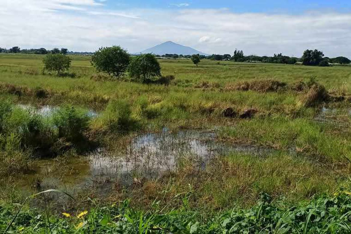 Land for Sale in San Isidro, La Paz, Tarlac – photo 3
